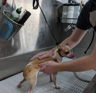 Bruno's Place DIY Dog Wash peluqueria canina en dallas texas