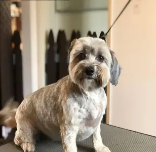 Canine To Five peluqueria canina en san diego california