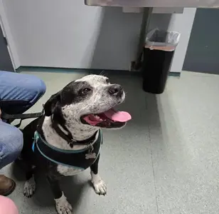 Colina Veterinary Hospital veterinaria en san diego california