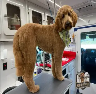 Dallas Mobile Pet Spaw peluqueria canina movil en dallas texas