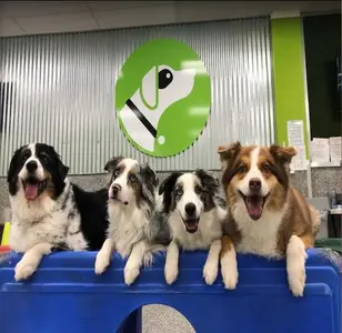 Paw Commons Pet Resort Bay Park peluqueria canina en san diego california