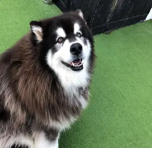 Paw Commons Pet Resort Kearny Mesa peluqueria canina en san diego california
