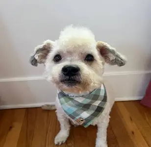 Pet Palace peluqueria canina en san diego california