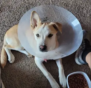 San Diego Affordable Spay and Neuter Clinic (North Park) veterinaria en san diego california
