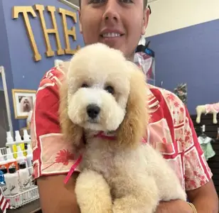 The Club Pet Salon peluqueria canina en dallas texas