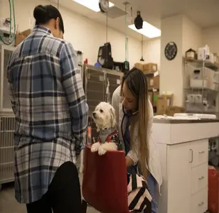 Veterinary Emergency Group 1215 2nd veterinario en manhattan new york