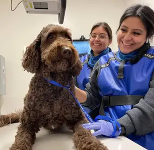Veterinary Emergency Group 735 6th veterinaria en manhattan new york