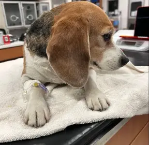 Veterinary Emergency Group veterinaria en san diego california