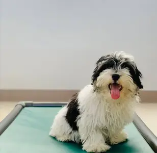Wags & Ruffs peluqueria canina en san diego california